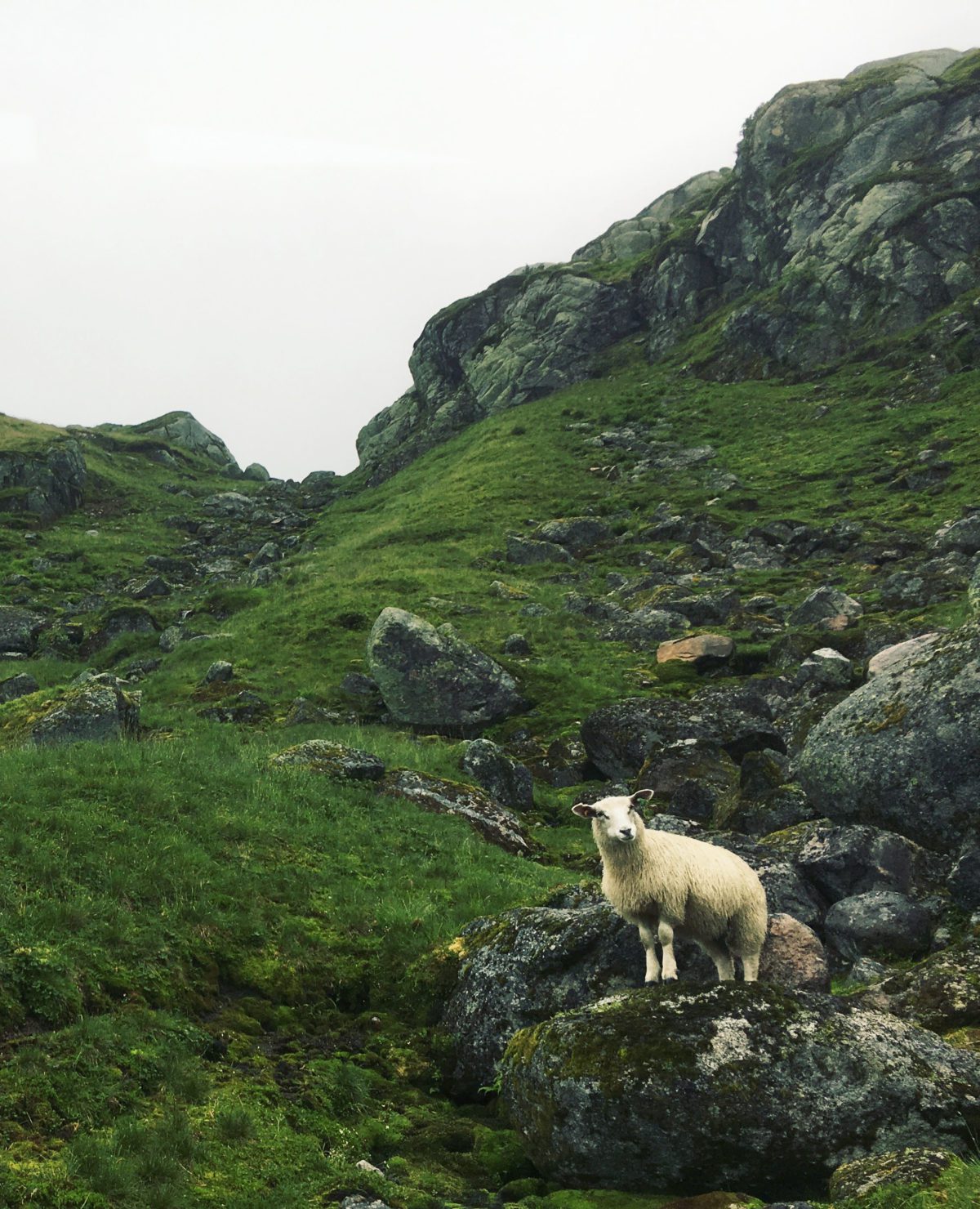 A sheep in the mountains.