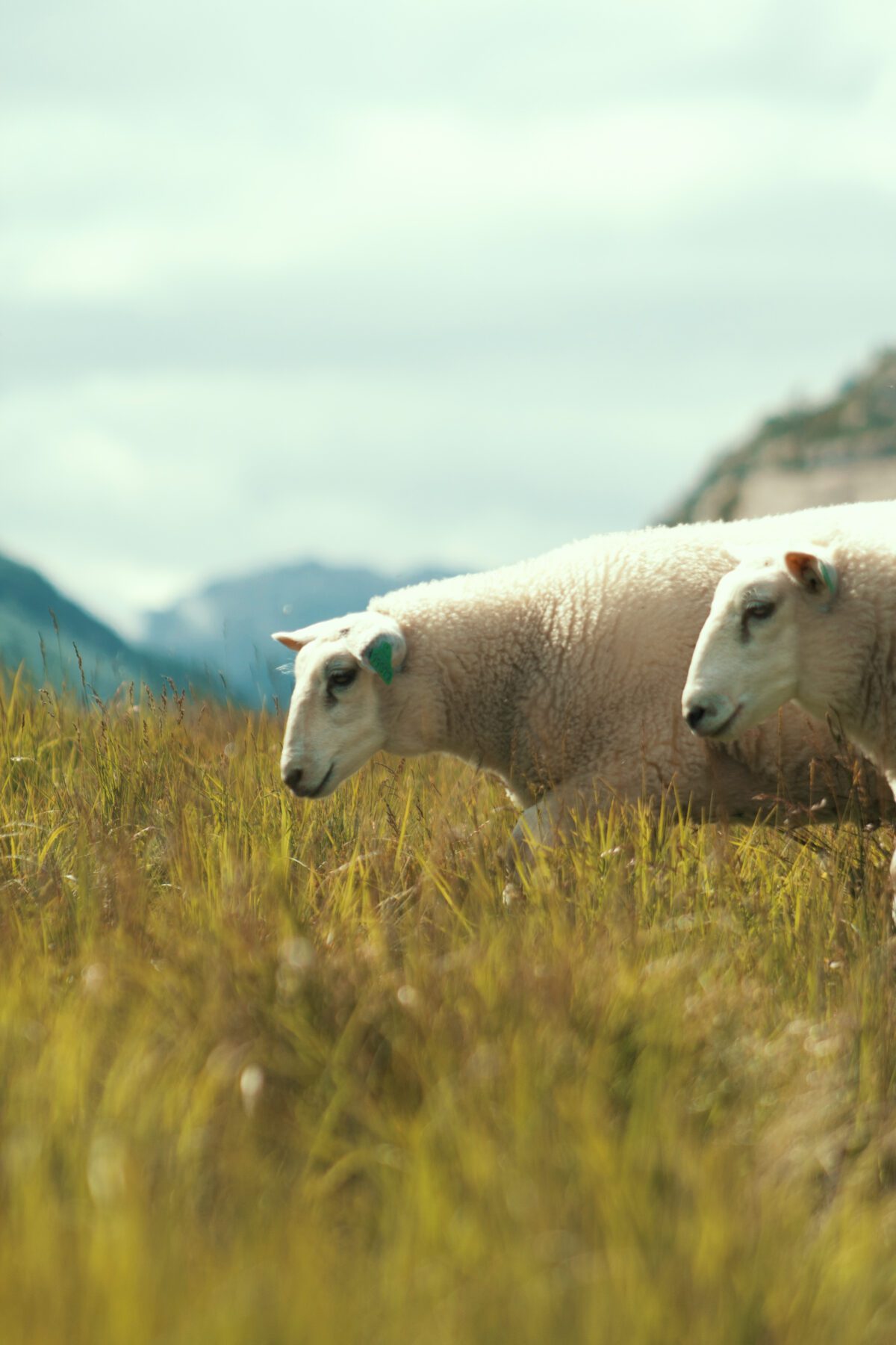 Sheep on Brokke–Suleskard road