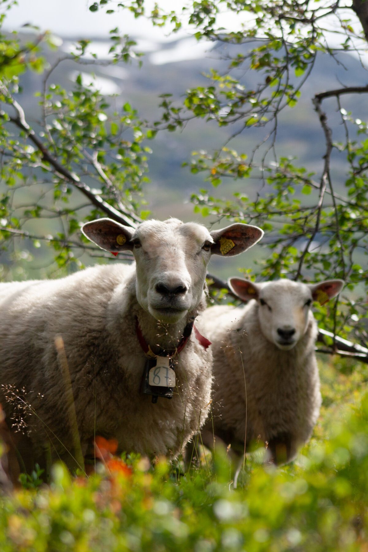 Two sheep in Røldal, Norway.